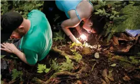  ?? ?? Fungi business: Alan Rockefelle­r and Mandie Quark look for rare mushrooms in the rainforest of Pastaza, Ecuador