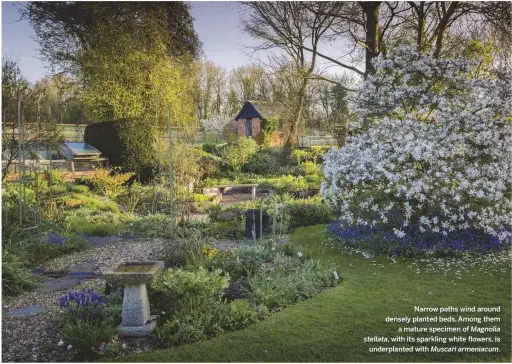  ??  ?? Narrow paths wind around densely planted beds. Among them a mature specimen of Magnolia , with its sparkling white flowers, is stellata underplant­ed with . Muscari armeniacum