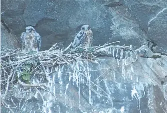  ?? DREW MONKMAN/SPECIAL TO THE EXAMINER ?? Peregrines photograph­ed at a nest on Anstruther Lake. The species is no longer consider at risk.