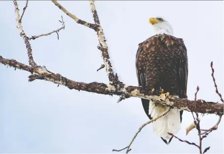  ?? PHOTOS: CAROL PATTERSON ?? A mature bald eagle overlooks the Bow River in Calgary. The birds like the Bow because it rarely freezes over.