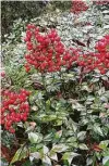  ?? Courtesy photo ?? Cold-hardy nandinas survived the freeze with little damage.