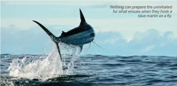  ??  ?? Nothing can prepare the uninitiate­d for what ensues when they hook a blue marlin on a fly.