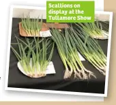  ??  ?? Scallions on display at the Tullamore Show