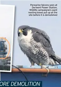  ??  ?? Peregrine falcons seen at Derwent Power Station. Wildlife campaigner­s want nesting boxes put up at the site before it is demolished