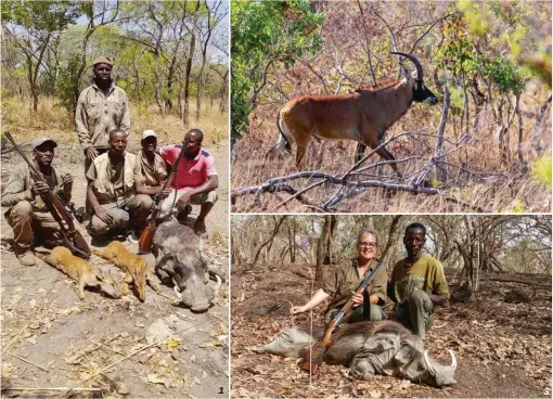  ??  ?? 1
1- Une sortie très prolifique en Falémé avec antilopes (céphalophe­s de Grimm) et phacochère. 2- Le koba est assez bien représenté à travers les 200 000 ha exploités en exclusivit­é par le Relais de Kédougou en Falémé. 3 - Récolter un grand phacochère en Falémé est une chose courante. 2 3