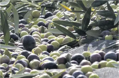  ?? Foto: Señoríos de Relleu ?? In Altea werden wieder Oliven geerntet – auch dank der städtische­n Mühle.