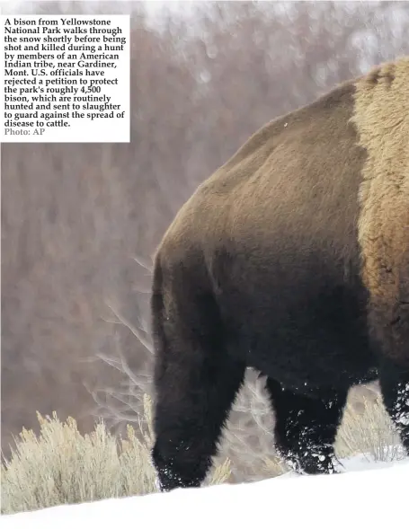  ?? Photo: AP ?? A bison from Yellowston­e National Park walks through the snow shortly before being shot and killed during a hunt by members of an American Indian tribe, near Gardiner, Mont. U.S. officials have rejected a petition to protect the park's roughly 4,500 bison, which are routinely hunted and sent to slaughter to guard against the spread of disease to cattle.