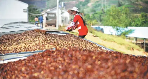  ?? MAI TIAN / FOR CHINA DAILY ?? A farmer in Pu’er, Yunnan province, dries coffee beans.