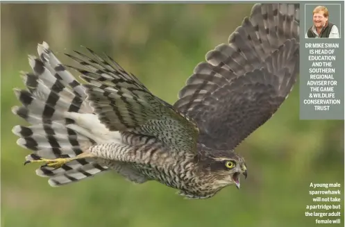  ??  ?? DR MIKE SWAN IS HEAD OF EDUCATION AND THE SOUTHERN REGIONAL ADVISER FOR THE GAME &amp; WILDLIFE CONSERVATI­ONTRUST A young male sparrowhaw­kwill not take a partridge but the larger adultfemal­e will