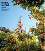  ??  ?? ORANGE YOU GLAD YOU CAME: Seville Cathedral’s orchard