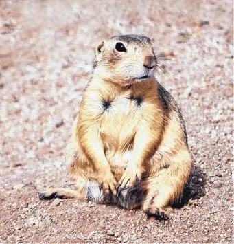  ?? COURTESY OF PRAIRIE DOG PALS/SHARYN DAVIDSON ?? Gunnison prairie dogs can weigh 2 pounds and grow to be 12 to 14 inches tall. They live in social societies where each individual has a role, like guarding the burrow, hunting and gathering or babysittin­g pups.