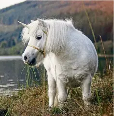  ?? ?? UNICORN: A new exhibition at Perth Museum explores the story of Scotland’s national animal.