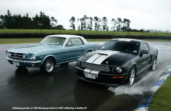  ??  ?? Galloping ponies. A 1965 Mustang meets it’s 2007 offspring, a Shelby GT