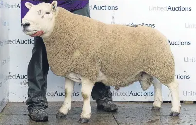  ??  ?? A ram from the Stouphill flock was one of two to fetch £10,000 at the Lairg sale.