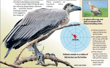  ?? PHOTO: SANT ARORA ?? Vultures remain in a radius of 100 km but can fly further. The satellite transmitte­rs or tags, with a life of three years, will relay their location. The company, Argos, gives four readings a day on movement. If the vultures’ location is static for a...