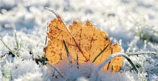  ??  ?? ● A lone wilted leaf lies on frost-covered grass, as winter’s glittery beauty reveals itself in the garden