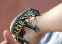  ?? PICTURES: SIBONELO NGCOBO ?? LEFT: A baby water monitor nibbles on Laas’s forearm.