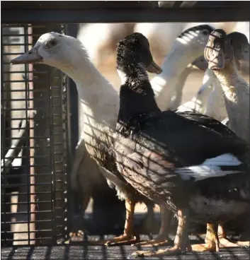  ?? THE DENVER POST ?? Ducks sit in a cage waiting to be sent to a slaughterh­ouse for exterminat­ion due to the avian flu outbreak that began in late November, at a farm in Doazit, southweste­rn France, on Jan. 26, 2022.