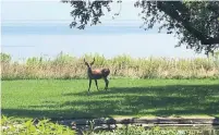  ?? SHAWN MICALLEF ?? A deer roams the Fool’s Paradise grounds overlookin­g the lake.