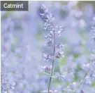  ??  ?? Catmint