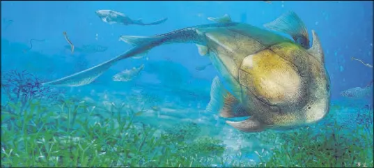  ?? COURTESY OF DINGHUA YANG/CHINESE ACADEMY OF SCIENCES ?? This illustrati­on shows the fish called Qilinyu that lived 423 million years ago during the Silurian Period. A fossil of the fish was unearthed in China’s Yunnan province. Fish were Earth’s first vertebrate­s when they appeared more than half a billion...