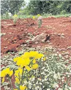  ?? FARM MOR POR FACEBOOK ?? Flowers are laid on the tombs of 18 horses of Farm Mor Por in Nakhon Ratchasima’s Pak Chong district.