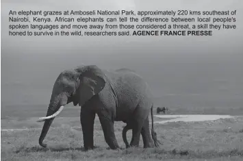  ?? AGENCE FRANCE PRESSE ?? An elephant grazes at Amboseli National Park, approximat­ely 220 kms southeast of Nairobi, Kenya. African elephants can tell the difference between local people's spoken languages and move away from those considered a threat, a skill they have honed to...