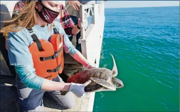  ??  ?? Rhiannon Nechero, a junior at Texas A&M University at Galveston, releases a green sea turtle into the Gulf from aboard the TAMUG’s Research Vessel Trident on Feb. 22 in Galveston, Texas. The Texas A&M Galveston’s Gulf Center for Sea Turtle Research has been rehabilita­ting turtles that were stunned by the recent cold weather.