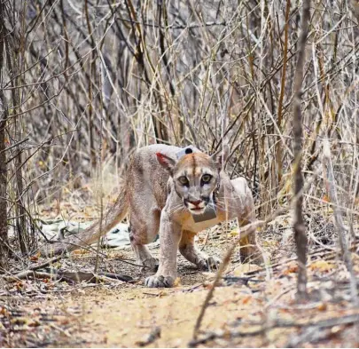  ?? CORTESÍA RENZO OJEDA ?? kHay pumas en la Reserva Natural La Ceiba, en Loja. A uno de ellos se le colocó un collar GPS para seguir sus movimiento­s.