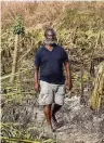  ?? PEDRO PORTAL pportal@herald.com ?? Alpha Celestin, 61, returned to his banana farm on Thursday and found his crops destroyed.