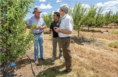  ?? Photo: David Martinelli ?? FOOD INNOVATION: USQ researcher­s are investigat­ing the potential for certain foods to improve health (from left) Queen Garnet plum grower Bim Goodrich with USQ’s Dr Sunil Panchal and Professor Lindsay Brown.