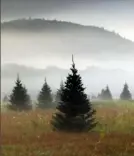  ?? AP photo ?? A tree farm near Starks Mountain in Fryeburg, Maine, in 2017.