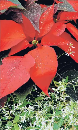  ?? NORMANWINT­ER/TNS ?? Frost your poinsettia for a beautifulC­hristmas tradition.