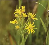  ??  ?? TOP Excessive mowing of verges destroys wildlife, but neglect isn’t the answer. Best practice is well-timed cutting ABOVE Rare fen ragwort has a fragile survival on the fringes