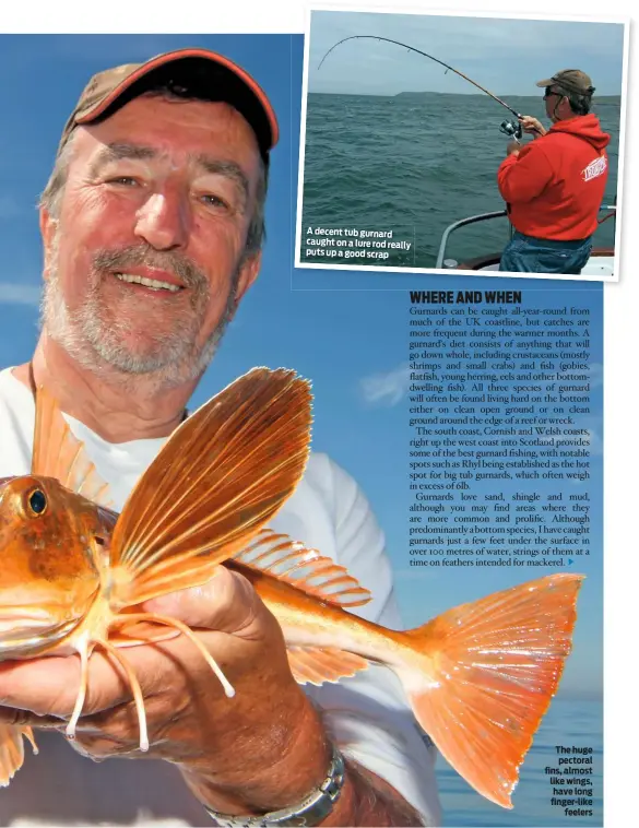  ??  ?? A decent tub gurnard caught on a lure rod really puts up a good scrap The huge pectoral fins, almost like wings, have long finger-like feelers