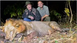  ??  ?? Ce grand lion a procuré de vives émotions à Manuel Carona. De toute évidence, le chasseur a, de son côté, raté quelques épisodes.