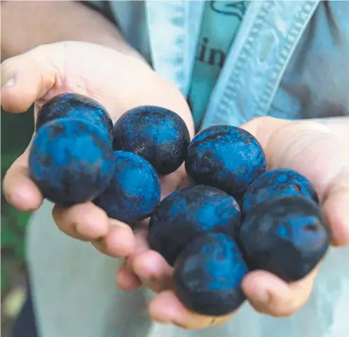  ?? ?? Native to northern Queensland rainforest­s, Davidson's plums are a deep blue/ purple-coloured fruit that grows on the trunk of the tree.