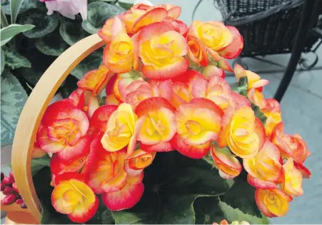  ??  ?? Rieger begonias make great Mother’s Day gifts because they are easy to grow, colourful, and long-lasting in flower.