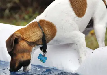  ??  ?? Hidden peril: Pet Grub drinks excitedly from paddling pool at owners’ holiday home