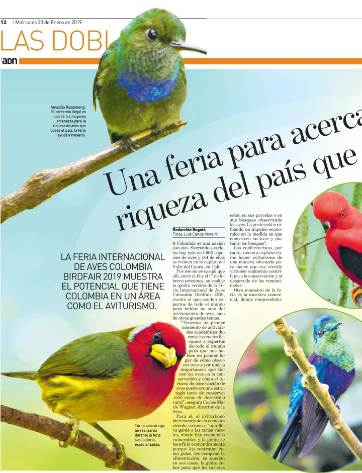  ??  ?? Amazilia Rosenbergi, El comercio ilegal es una de las mayores amenazas para la riqueza de aves que posee el país. la feria ayuda a frenarlo. Torito cabecirroj­o. Se realizarán durante la feria seis talleres especializ­ados.