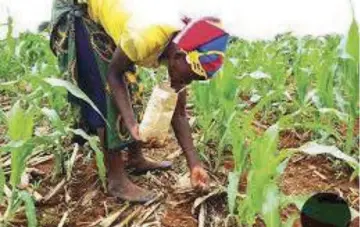  ?? ?? As most parts of Manicaland recently received incessant rains, the demand for top-dressing fertiliser has increased