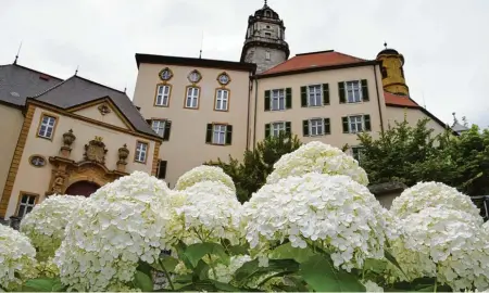  ?? Fotos: Szilvia Izso ?? Riesige Hortensien­blüten setzen Schloss Baldern hier malerisch in Szene. Seit diesem Sommer können Besucher die neuen „Wallerstei­n Gardens“besichtige­n und auch Führungen durch die Anlage buchen.
