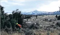  ??  ?? Warming to the work . . . Wanaka Doc ranger Matt Hellmann cuts wilding pines on a cold winter’s day near Dublin Bay.