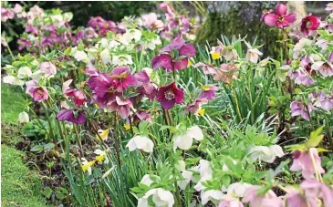  ??  ?? Pinky and perky: Hellebores thrive easily and come in a variety of shapes and shades