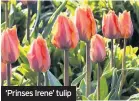  ??  ?? ‘Prinses Irene’ tulip