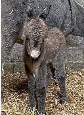 Rescued donkey gives birth to ‘miracle’ foal | The Press and Journal ...