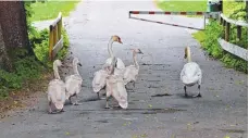  ??  ?? Auf geht’s zum Familienau­sflug.