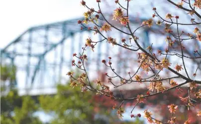  ?? STAFF PHOTO BY DAN HENRY ?? Trees begin to bloom along the Tennessee River waterfront in North Chattanoog­a on Thursday, at the end of another mild winter.