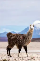  ??  ?? LEFT: Llama in the Atacama Desert, Chile