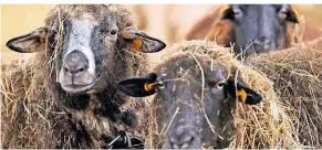  ?? FOTO: DPA ?? Schafe gehören zu den Tieren, die von der Blauzungen­krankheit befallen werden können.